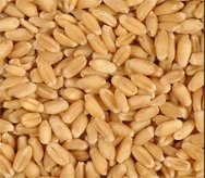 Wheat.jpg